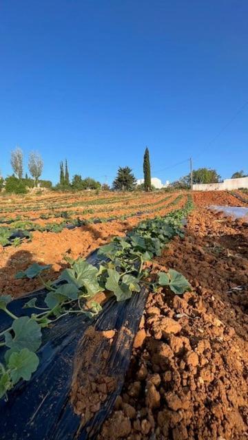 Casa Luz Βίλα Guia  Εξωτερικό φωτογραφία